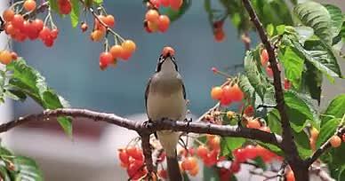 实拍树上的鸟儿吃樱桃视频的预览图